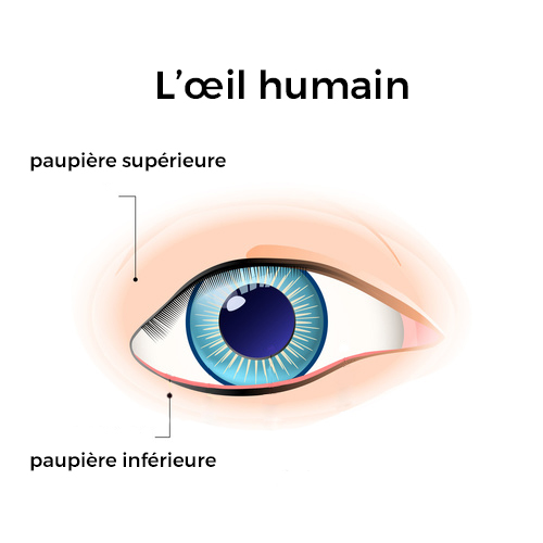 Schéma des paupières de l'œil - COVO95 à Osny