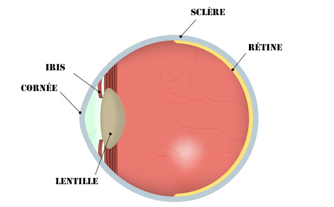 Composition de l'œil et de l'iris