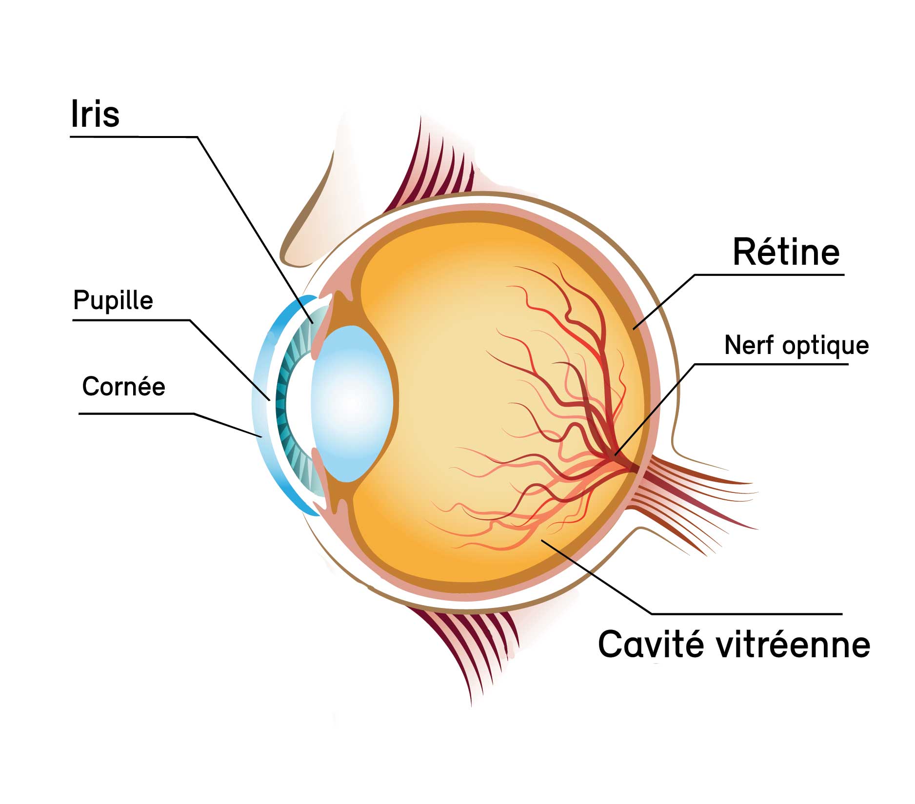 Anatomie de l'œil en vision normale - COVO 95 à Osny